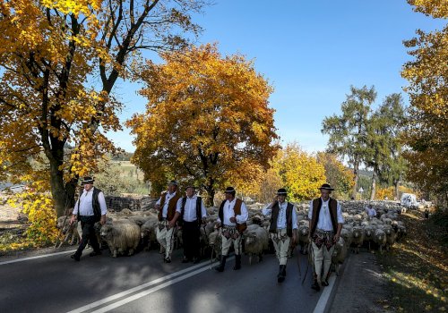 Co to jest redyk? Gdzie zobaczyć redyk na Podhalu?